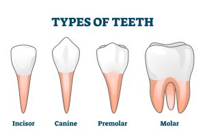the four types of teeth: incisors, canines, premolars, molars