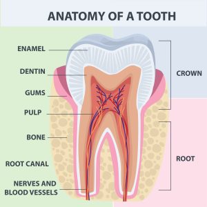 the anatomy of a tooth